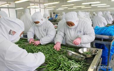 農村辦廠新機遇 精選蔬菜深加工項目，開啟致富快車道