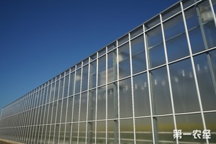 歸園新農人 80末“富二代”留學歸來，打造歐荷生態小番茄的綠色夢想